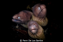 Three-headed eel by Penn De Los Santos 